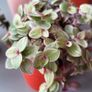 Cute little house plants. 5euro Image 4