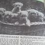 JUNE 1962 vintage annual Image 5