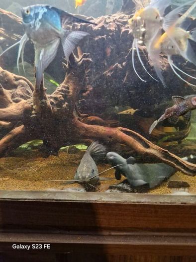 fish tank wood