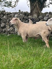 Charolias 5 star pure bred ram