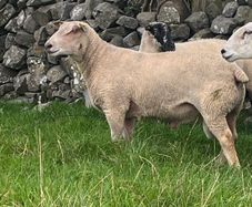 Charolias 5 star pure bred ram
