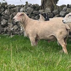 Charolias 5 star pure bred ram