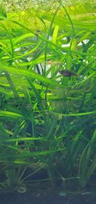 Vallisneria aquarium plant
