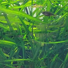 Vallisneria aquarium plant