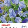 (S) Sweet Pea Red Seeds 3g (184786) Image 2
