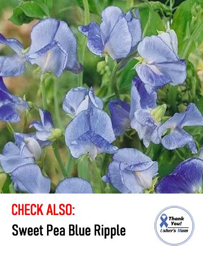 (S) Sweet Pea Seeds from 1.00 euro