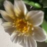 Trip of porcelain posies Image 3