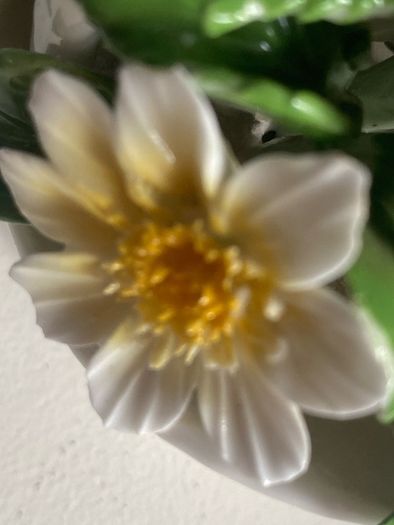 Trip of porcelain posies