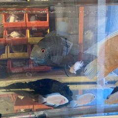Fish please read add