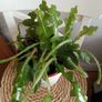 Fishtail/Fishbone Cacti/ Disocactus Anguliger Indoor Plant Image 3