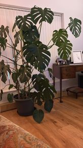 Cheese plant