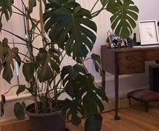 Cheese plant