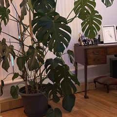 Cheese plant