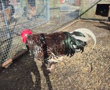 Fertile Hatching Eggs