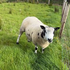 Dutch Spotted Ram