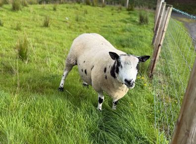 Dutch Spotted Ram