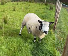 Dutch Spotted Ram