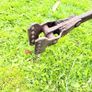 Vintage horse plough Image 4