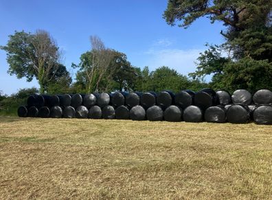 Haylage and silage