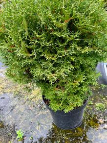 white cedar