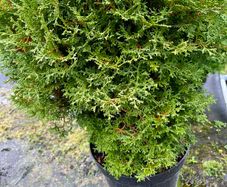 white cedar
