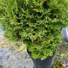 white cedar