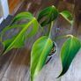 No.4 Monstera Burle Marx Flame Image 2