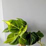 Philodendron Scandens Plant Plant Image 4