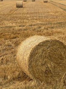Straw