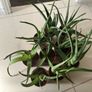 Aloe Vera plant (Skin) Image 2