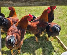 Poultry