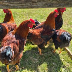 Poultry