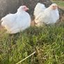 White pekin bantam Image 2