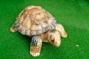 Original WADE Whimsy Tortoise trinket box