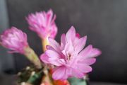 Blooming variegated gymnocalycium mihanovichii cactus
