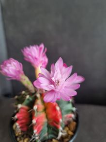 Blooming variegated gymnocalycium mihanovichii cactus
