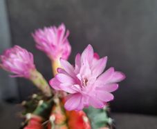 Blooming variegated gymnocalycium mihanovichii cactus
