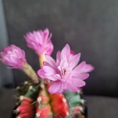 Blooming variegated gymnocalycium mihanovichii cactus