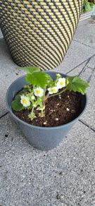 Alpine Strawberry Plant