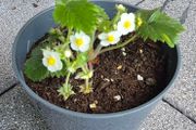 Alpine Strawberry Plant