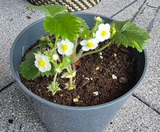 Alpine Strawberry Plant