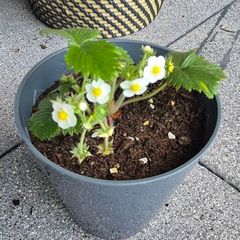 Alpine Strawberry Plant