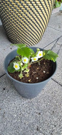 Alpine Strawberry Plant
