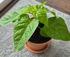 Carolina Reaper Chilli Plant