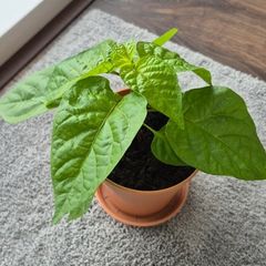 Carolina Reaper Chilli Plant