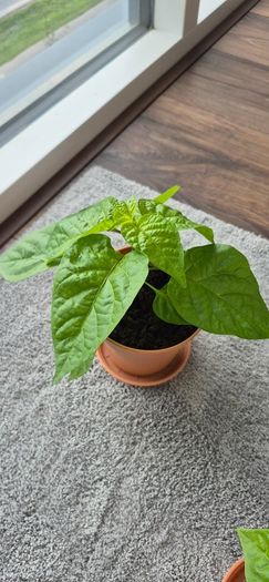 Carolina Reaper Chilli Plant