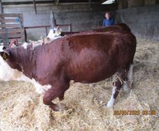 2 Pbr Hereford Bulls And 3  Pbr Hereford Hefiers F