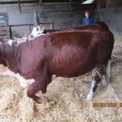 2 Pbr Hereford Bulls And 3  Pbr Hereford Hefiers F