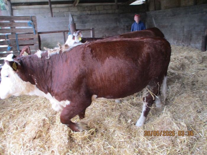 2 Pbr Hereford Bulls And 3  Pbr Hereford Hefiers F