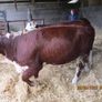 2 Pbr Hereford Bulls And 3  Pbr Hereford Hefiers F Image 6